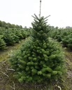 Veredelte Koreatanne Molli - Abies koreana - Solitär mit Ballen 80-100 cm