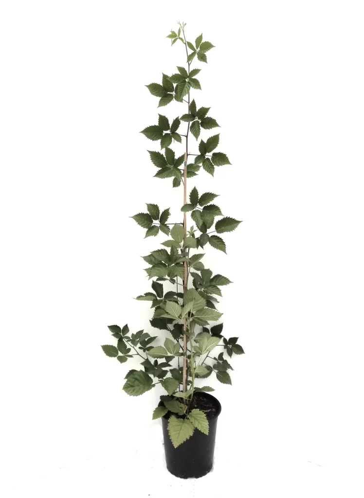 Brombeere "Asterina", 3,5L-Container