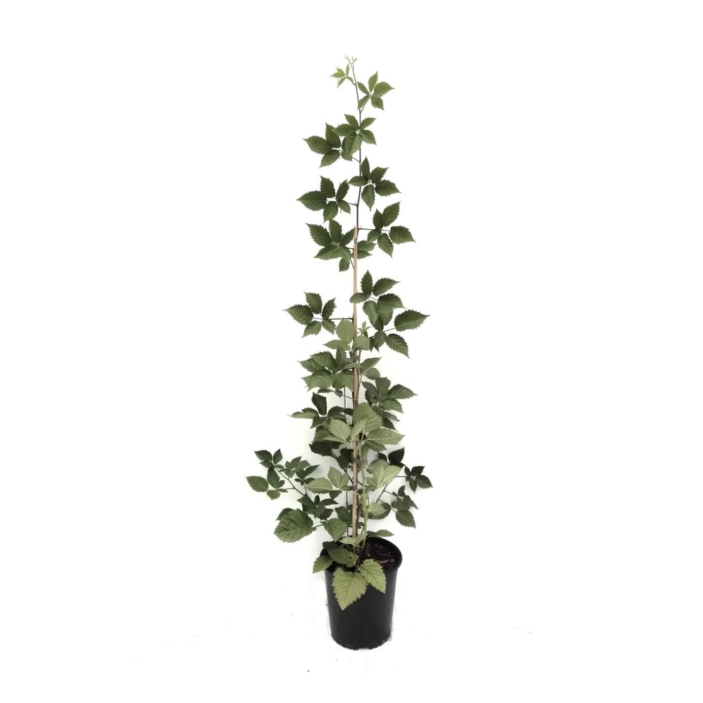 Brombeere "Asterina", 3,5L-Container