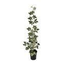 Brombeere 'Asterina' (Rubus fruticosus) – winterharte Beerenobst-Pflanze, im 3,5-L-Container