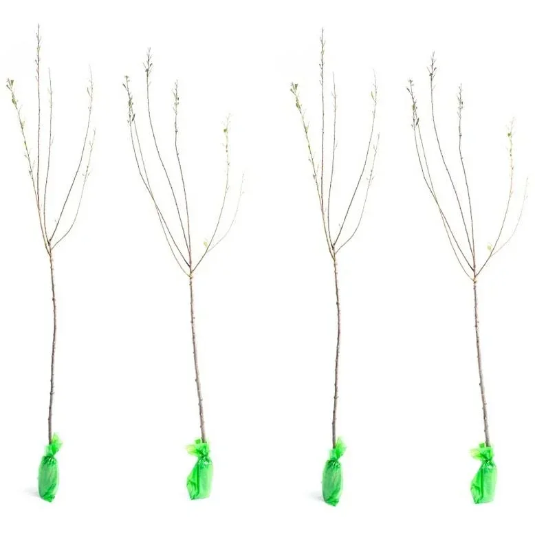 Mandelbäumchen 4er-Set (Prunus triloba) – winterharter Blütenstrauch, Höhe ca. 140–160 cm