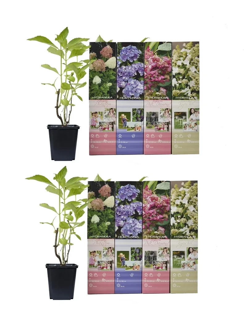 Hortensie 8er-Set (Hydrangea) – winterharter Blütenstrauch, Höhe ca. 30–40 cm