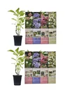 Hortensie 8er-Set (Hydrangea) – winterharter Blütenstrauch, Höhe ca. 30–40 cm