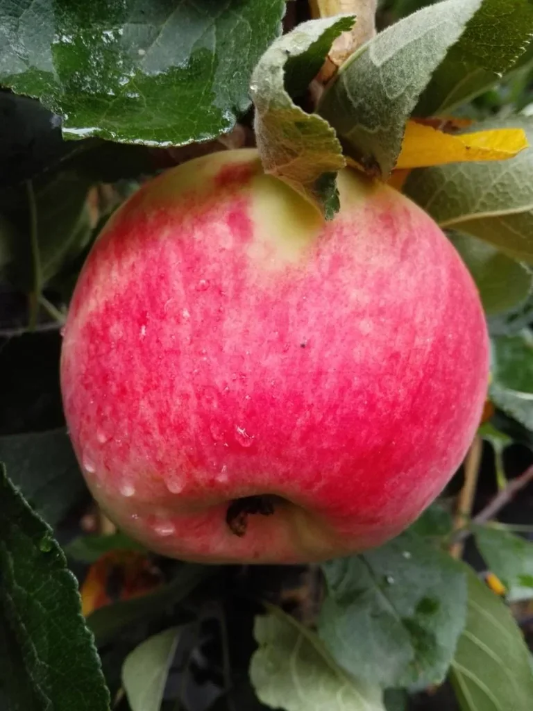 Apfel "Piros" Busch, im 10L-Container