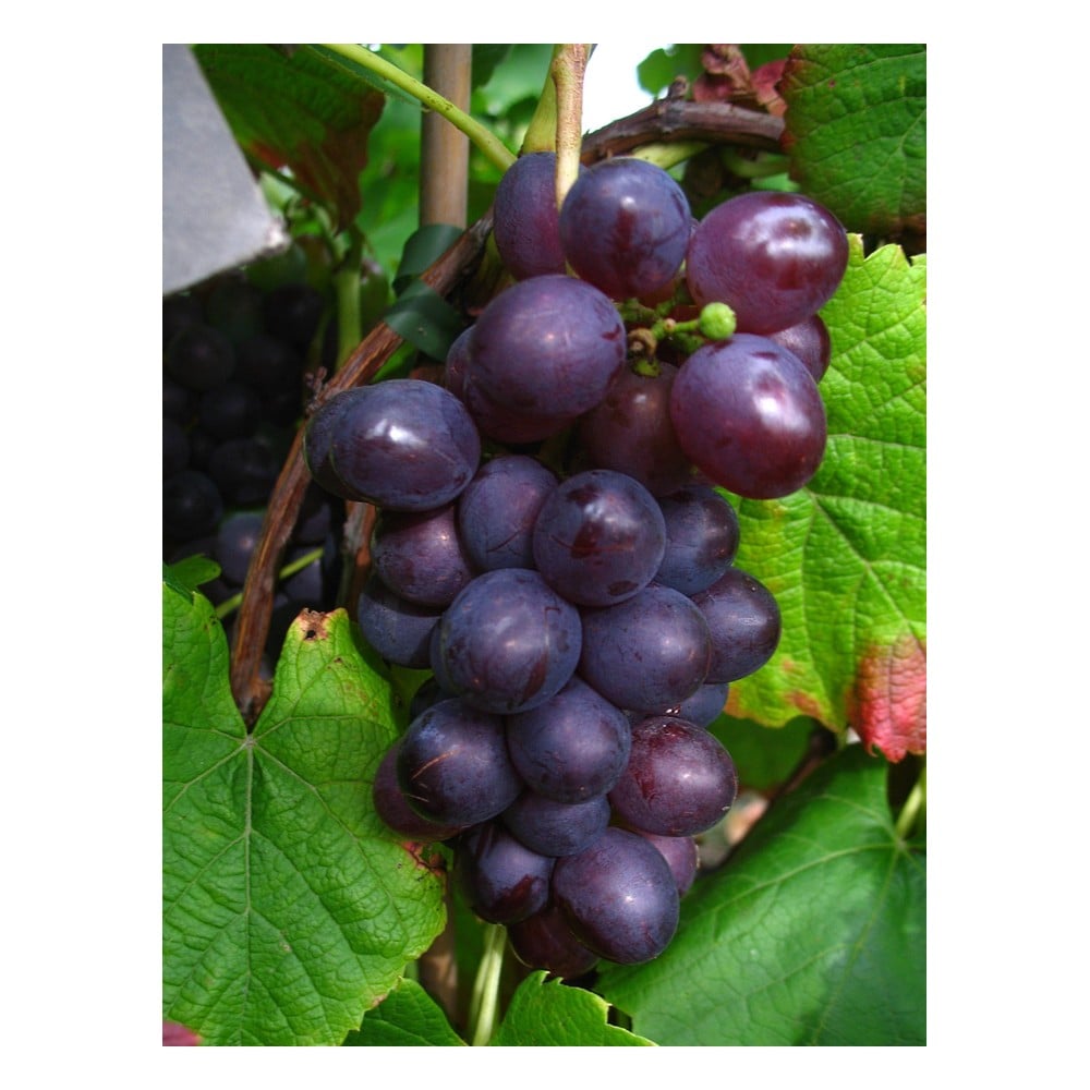 Weinrebe "Blauer Muskateller", 3,5L-Container