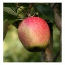 Apfel 'Finkenwerder Herbstprinz' (Malus domestica) – winterhartes Obstgehölz, als Spindelbusch, im 5-L-Container