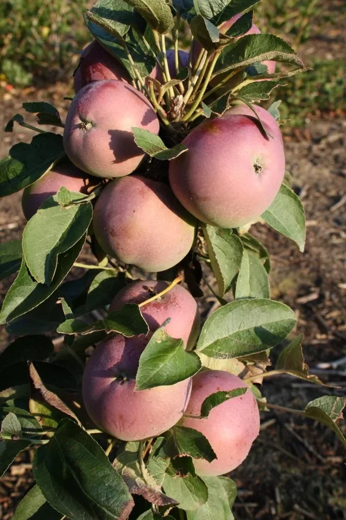 Säulenapfel "McIntosh", 7,5L-Container, mittelgroße, saftige Früchte mit schönem Aroma