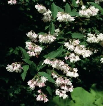 Maiblumenstrauch gefüllt Deutzia scabra Plena - 7.5 L Topf 80-100 cm