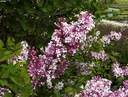 Meyers Flieder Josee - Syringa meyeri - 7.5 L Topf 60-80 cm