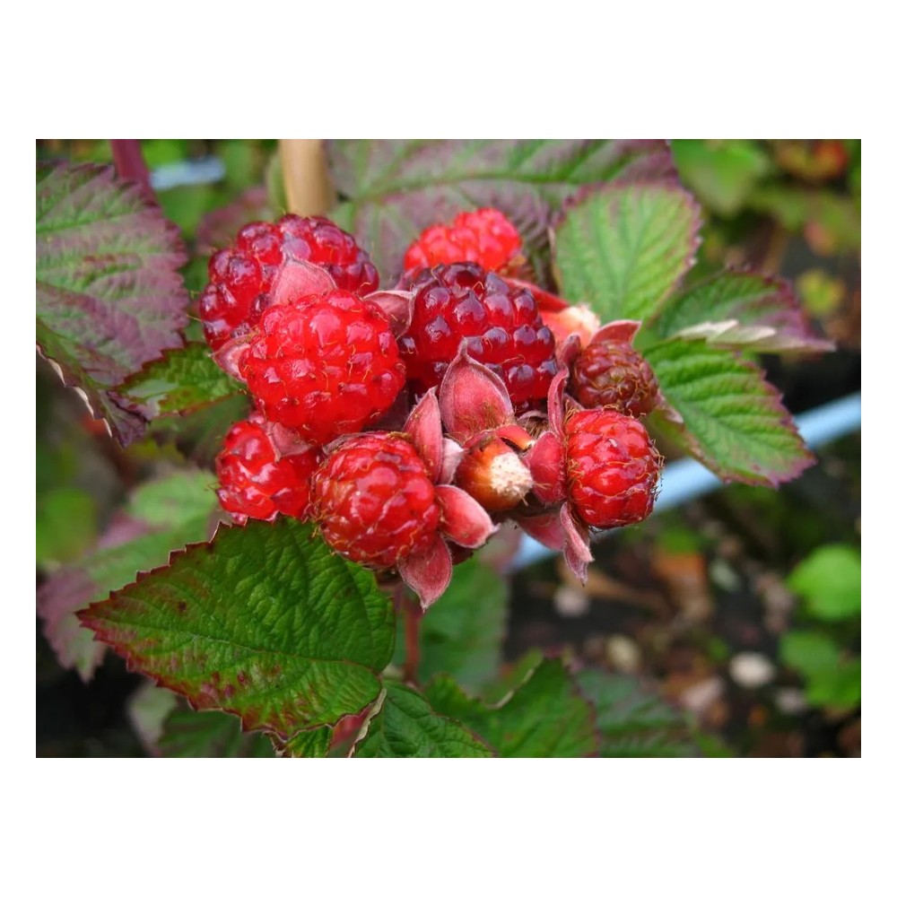 Brombeere "Dorman Red", 3,5L-Container