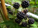 Brombeere 'Triple Crown' (Rubus fruticosus) – winterharte Beerenobst-Pflanze, im 3,5-L-Container