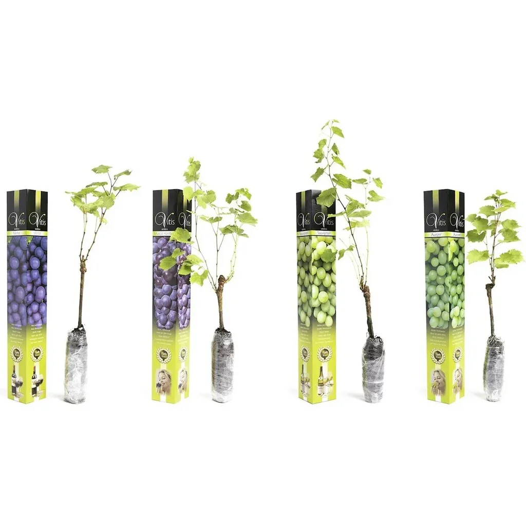 Flower-up Grapevines 4 pcs Mixed Set 1x Aurore, 1x Sauvignon, 1x Muscat Hamburg, 1x Merlot