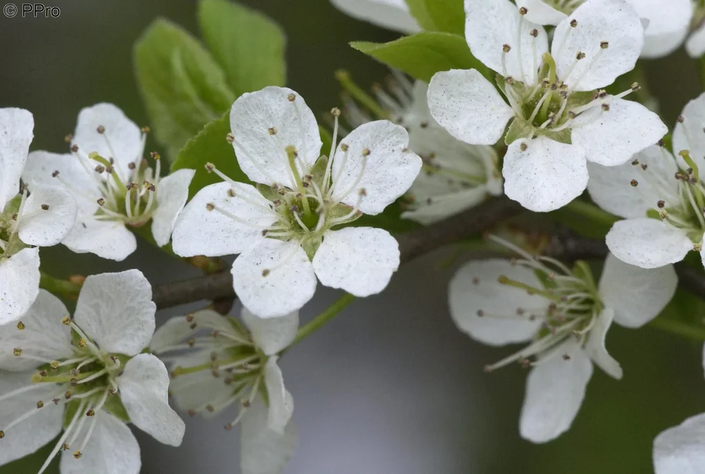 SchleheSchwarzdorn Prunus spinosa - 7.5 L Topf 60-80 cm