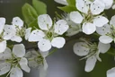 SchleheSchwarzdorn Prunus spinosa - 7.5 L Topf 60-80 cm