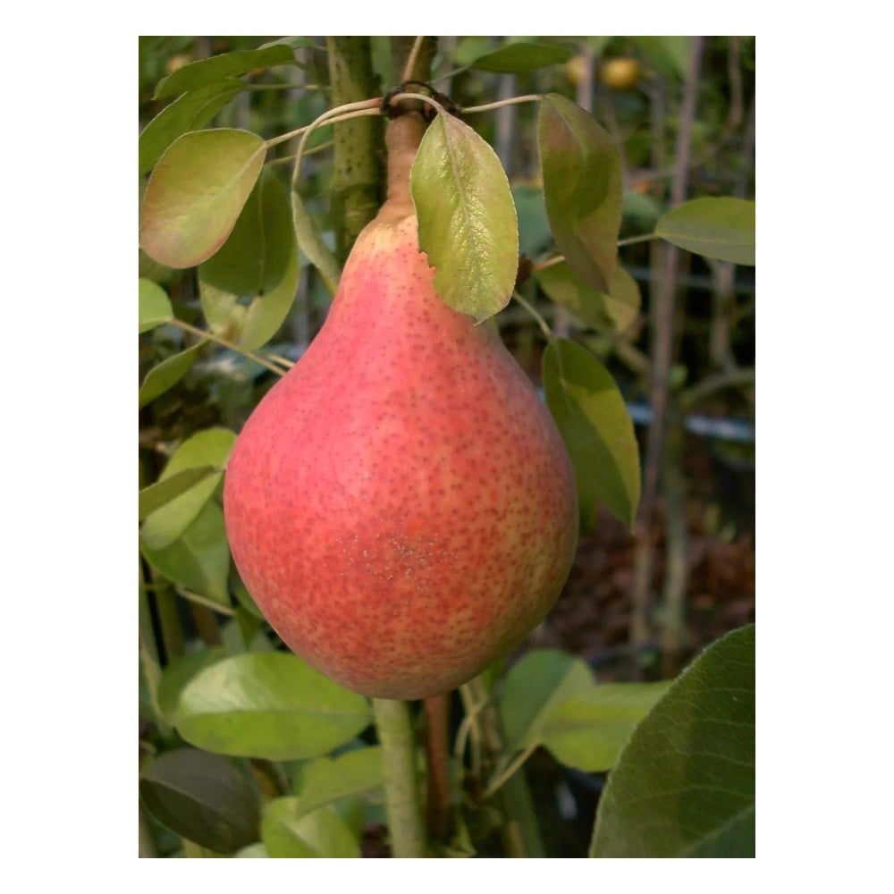 Birne "Clapps Liebling" Halbstamm, im 10L-Container, saftiges, schmelzendes Fruchtfleisch, süßer Geschmack
