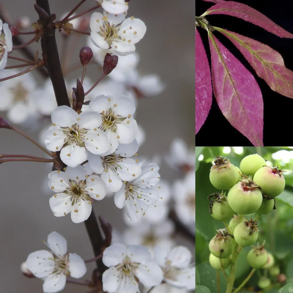 Vogelnähr- und Schutzhecke für 3 m Hecke, 80-100 cm hoch, 7,5 Liter Topf, 6 Stück im Set, 2 x Felsenbirne, 2 x Blutpflaume, 2 x Pfaffenhütche