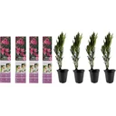 Flower-up Tropical Nerium oleander Pflanzen - 8 Stück - 25-38 cm - winterhart immergrün
