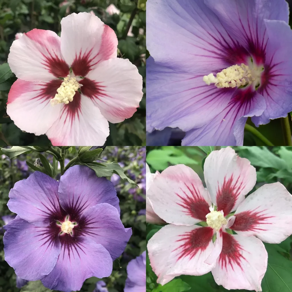 Garteneibisch Hibiscus syriacus "Hamabo" + "Marina", 4,6 Liter Topf, 50- 60 cm hoch, 2 Stück im Set