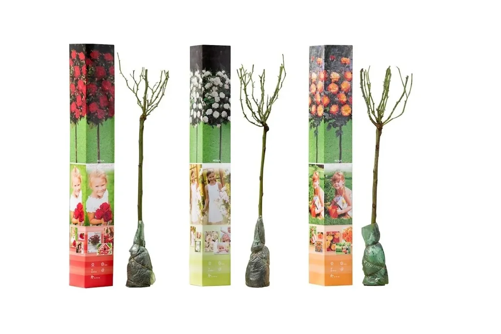 Flower-up 3er-Set Mini-Standardrosen 55-70 cm