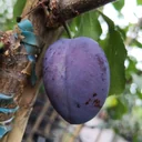 Pflaume "Ersinger Frühzwetsche" Halbstamm, im 10L-Container, saftig, süß, säuerlich, würzig