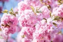 Nelkenkirsche japanisch Kanzan - Prunus serrulata - 20 L Topf Stammhöhe 120 cm