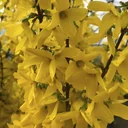 Forsythie Week-End - Forsythia intermedia - 12 L Topf 100-125 cm