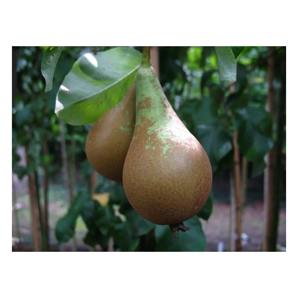 Birne 'Conference' (Pyrus communis) – winterharter Obstbaum, als Busch, im 10-L-Container