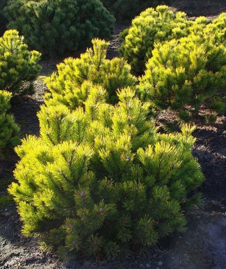 Berg-Kiefer "Winter Gold", Pinus mugo "Winter Gold'", 7,5 Liter, Topf 30-40 cm hoch