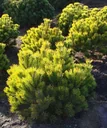 Berg-Kiefer "Winter Gold", Pinus mugo "Winter Gold'", 7,5 Liter, Topf 30-40 cm hoch