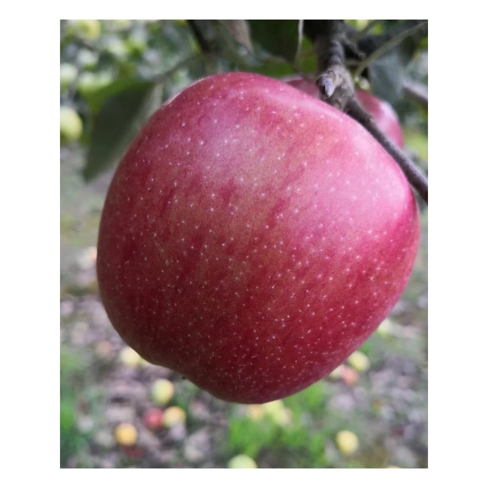 Apfel "Braeburn" Busch, im 10L-Container