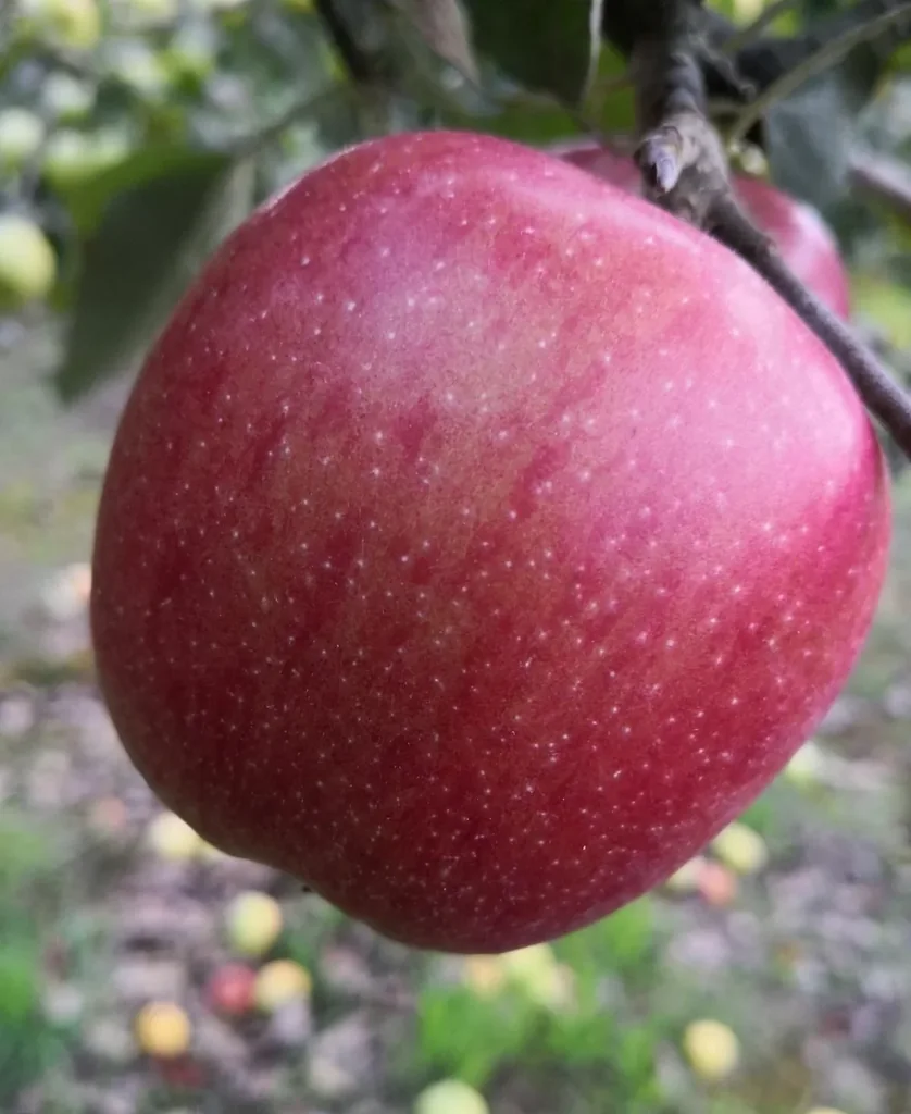 Apfel "Braeburn" Busch, im 10L-Container