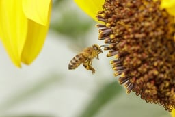 Insektenschutz & Schädlinge image