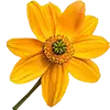 Blumen + Mischungen Bild