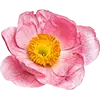 Blumensamen image