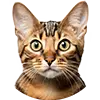 Katze image