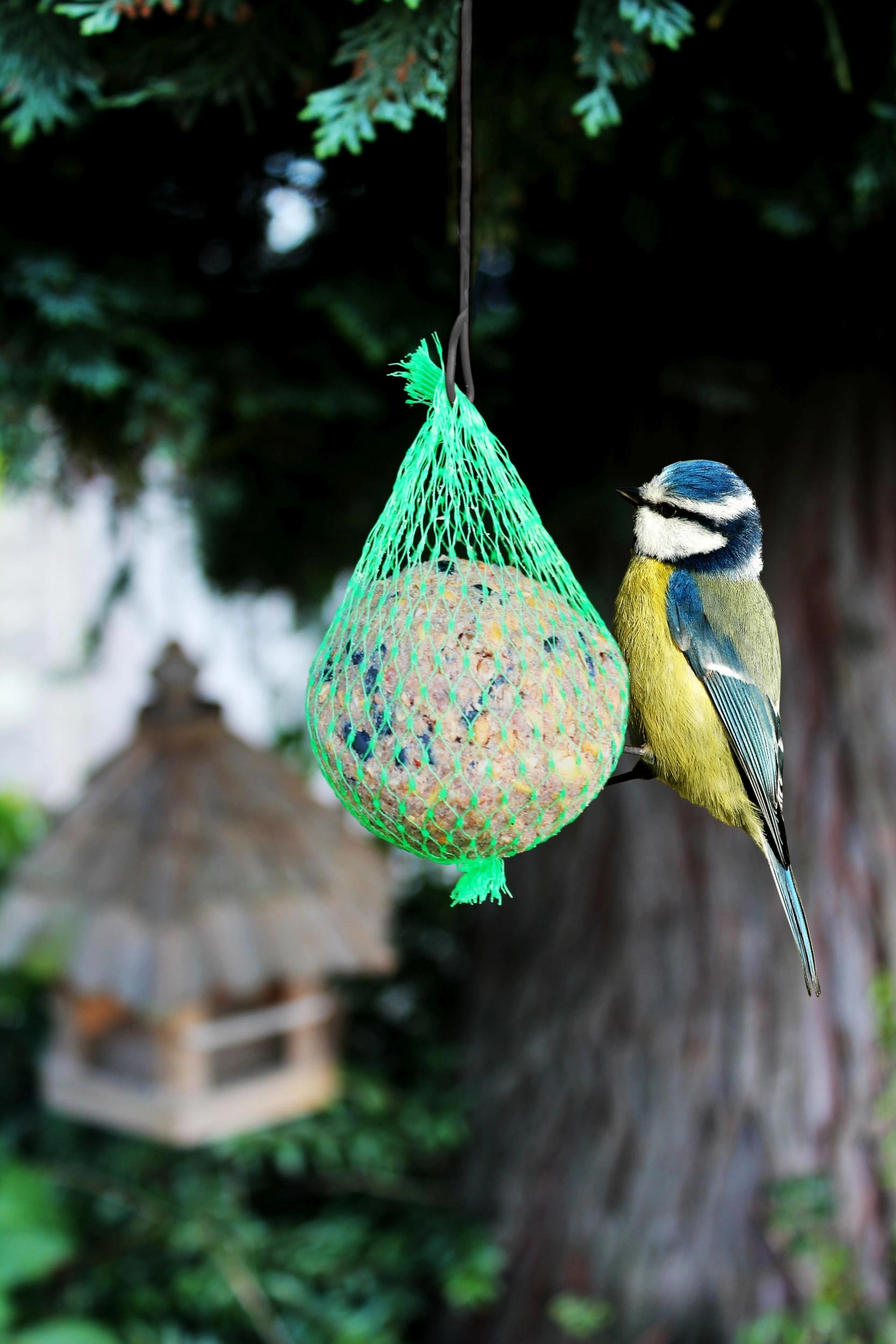 Vogelfutter, Wildtierfutter image