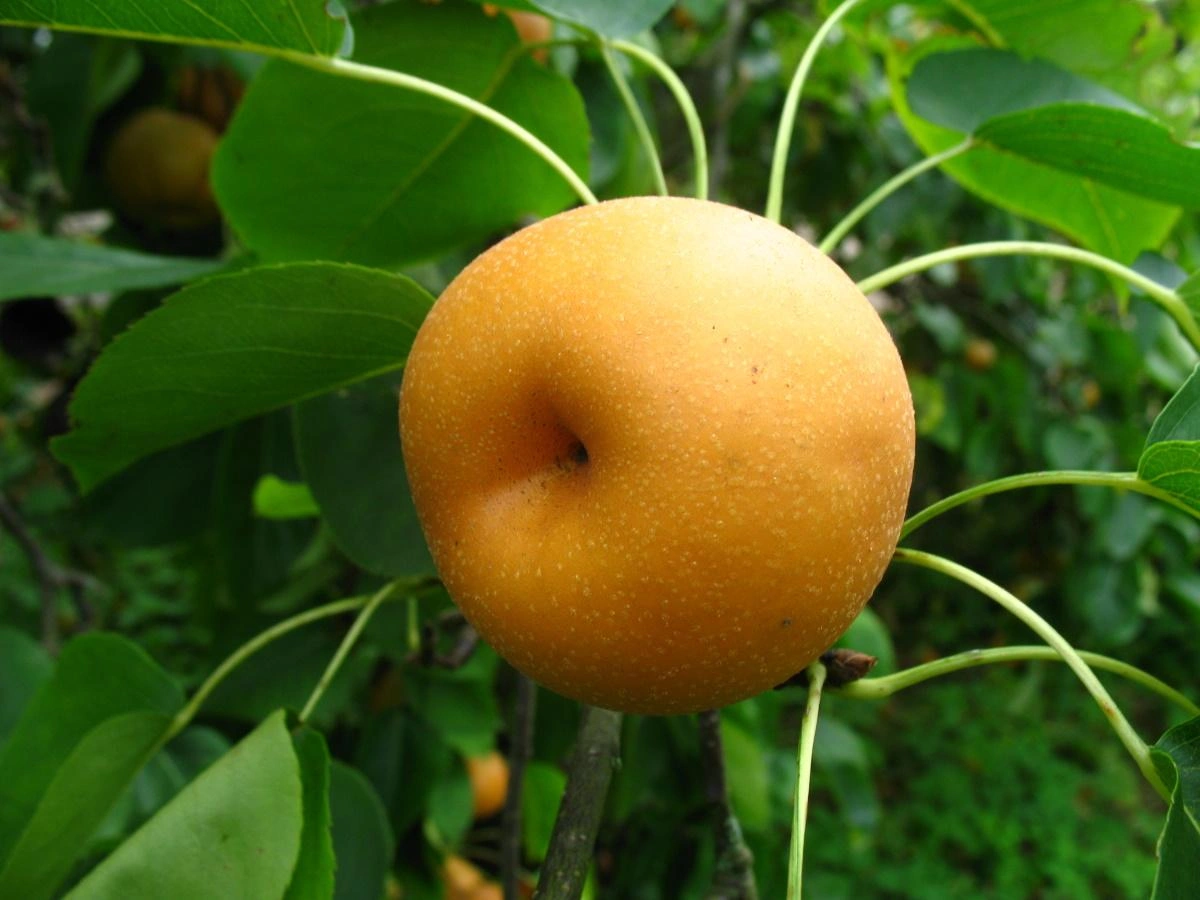 Birnbäume image
