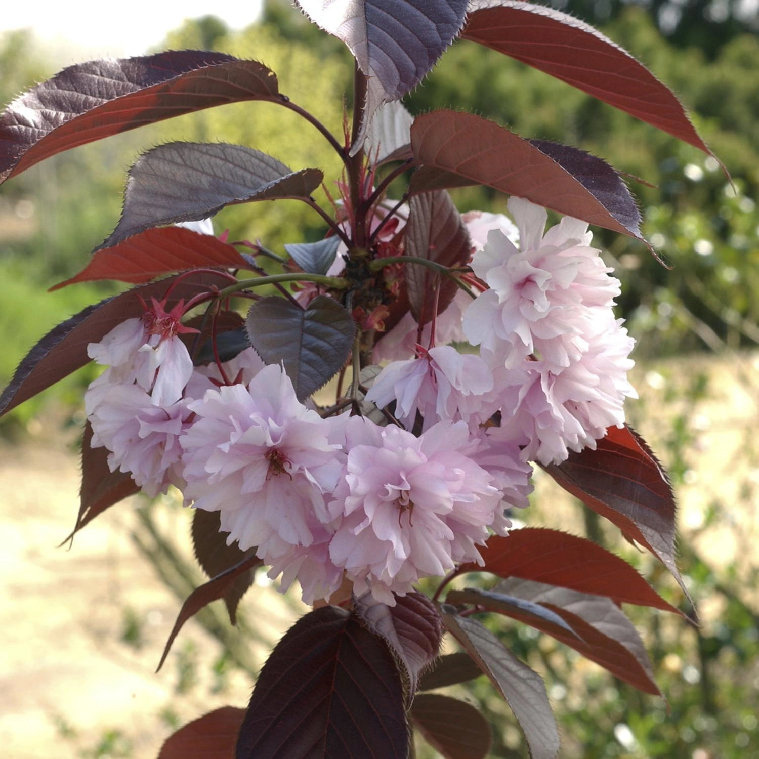 Kirschbäume image