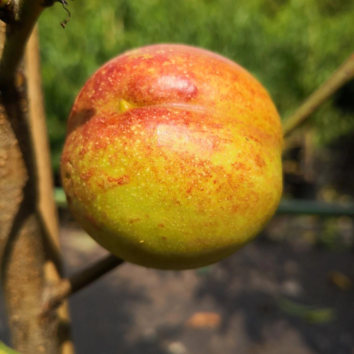 Nektarinenbäume image