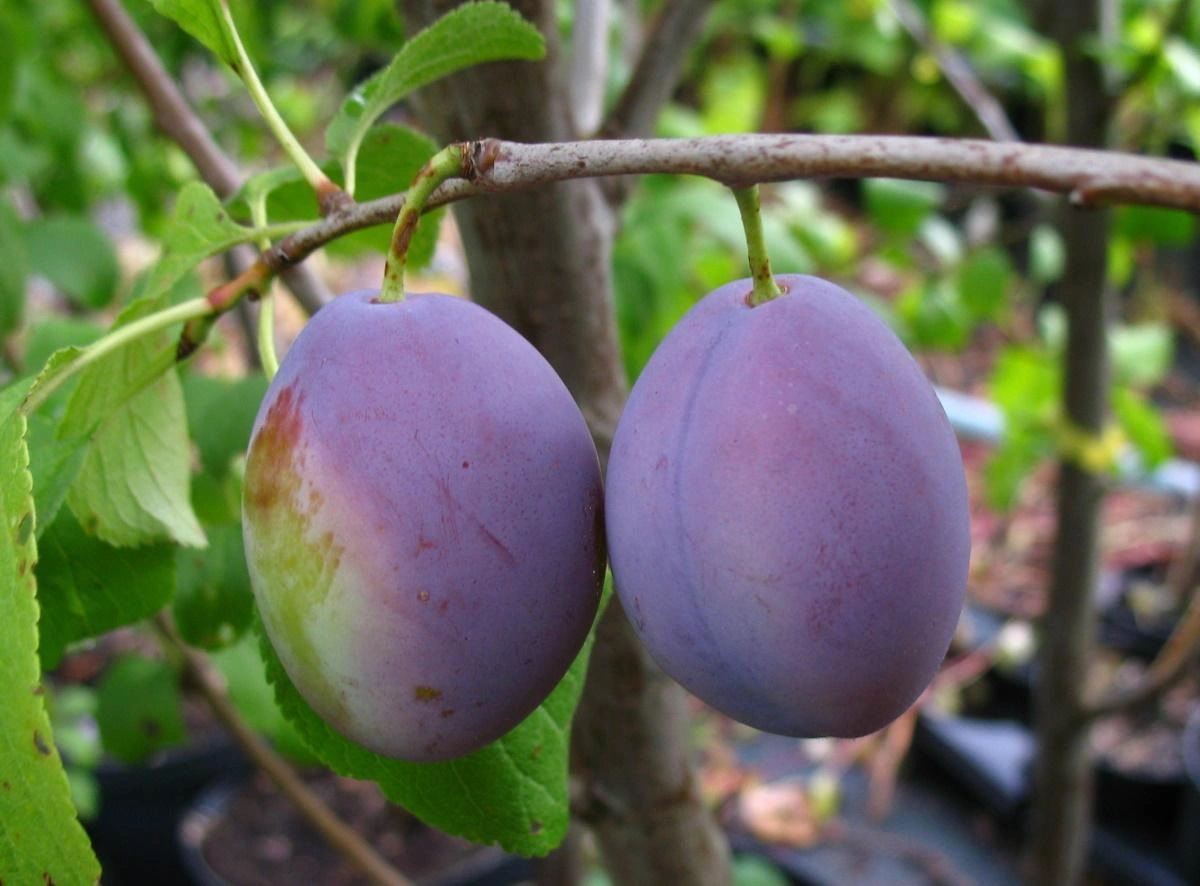 Pflaumenbäume image