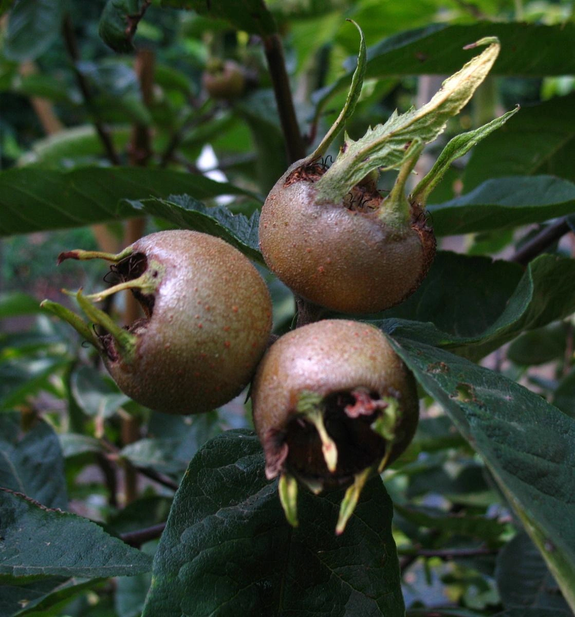 Quittenbäume image