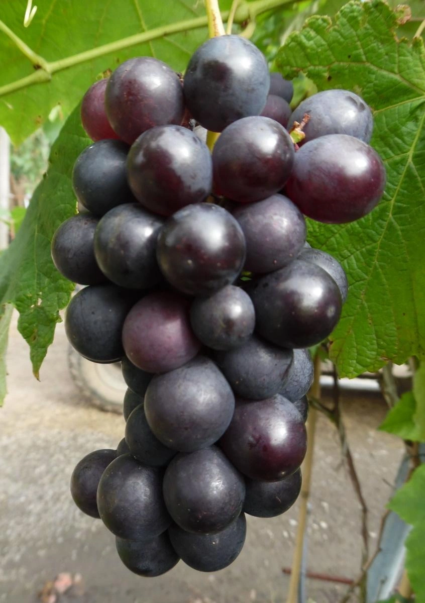 Weinrebensträucher image
