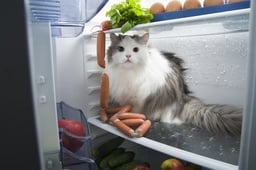 Kühlschrank Bild