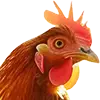Hühnerfutter 50 kg image