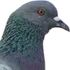 Taubenfutter image