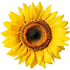 Sonnenblumenkerne Vogelfutter image