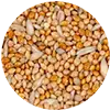Nymphensittich Futter image