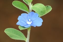 Entkalker & Reiniger ohne Duft image