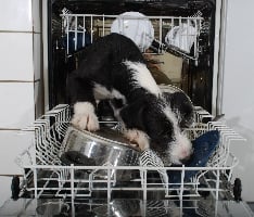 Geschirrspülmaschine Klein image