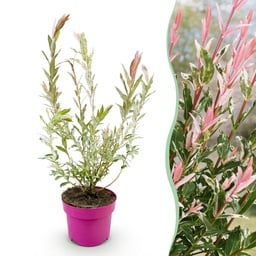 Gartenpflanzen & Stauden Bild